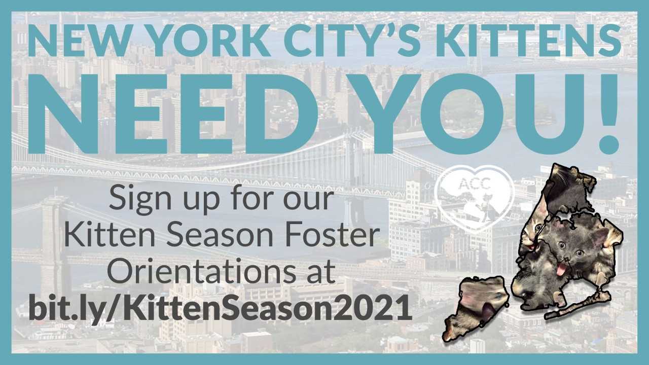 "Kitten Season" Foster Orientation Session @ online event